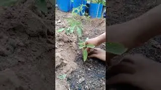 How to grow tomatoes#rurallifeview #ruralview #ruralscene #shorts