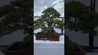 Bonsai Santigi Best In Show ASPAC 17th 2025 Gianyar Bali #aspac2025