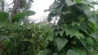 Mbah Sabrang memotong kayu cengkeh mati