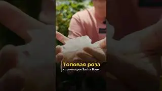 На этот цветок с плантации Sacha Rose точно стоит обратить внимание