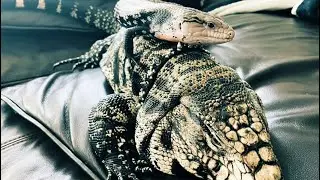 Tegu & Halmahera Blue-Tongue Skink Meet