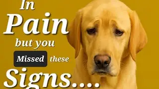 10 Subtle Signs Your Dog Is in Pain &mdash; What Most Owners Overlook