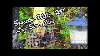 Bruceton Mills Birdfeeder: Wild Bird Watching in West Virginia Camera - WV Bird Cam