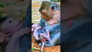 Baby MOnkey whose mother refuses to drink milk #babymonkey #fyp #shorts