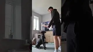Hoodie Wiggles: Dog's Delightful Dance! by charli_puppydog