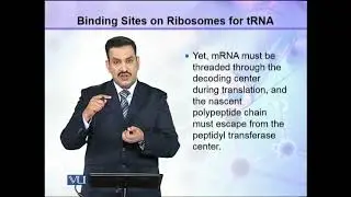 Binding Sites on the Ribosomes for tRNA | Introduction to Biotechnology | BIO5101_Topic049
