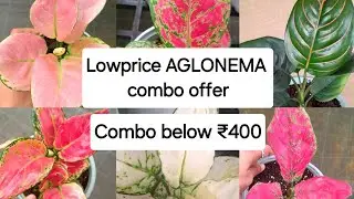 കുറഞ്ഞവിലക്ക് aglonema combo offer