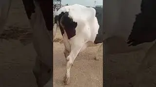 #janwarpkpunjab #pakdairy #bigcow #farming #bhainskidairy #dairy