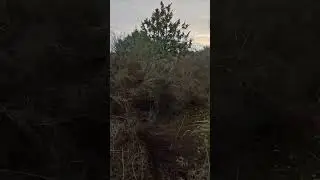 Perdido por los montes de Torrelaguna ￼