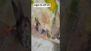a mere Humsafar Sath Sath chal kabutar ki video #song #crbt new trending video
