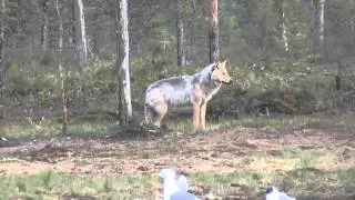 Wolves, Boreal Centre
