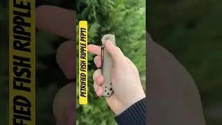 Petrified Fish Ripple PFP 11 - First Look!