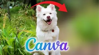 How To Blur Images Background in Canva (Canva Beginners Guide) - 2026
