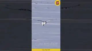 🦉❄️ This Snowy Owl Stood Still in the Snow&hellip; Absolutely Majestic ✨