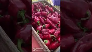 Checking out Boonville Barn Collective&rsquo;s chile peppers! 🌶️ #californiaagriculture