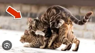 Спаривание кошек, спаривающийся кот #спариваниекошек #любителькошек #любителькошек #кошки