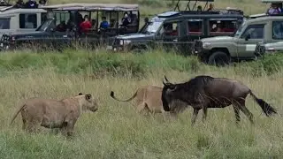 lionesses attack a young wildebeest separate from herd and bring it down video