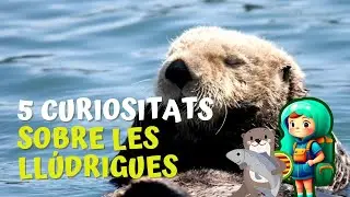 5 curiositats de les ll&uacute;drigues en catal&agrave;