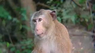 Monkey Forest #forest #monkey #animals #shorts #tiktok #reels #tree #travel #lifestyle #mountains