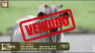LOTE 18   IBC A664 - VENDIDO