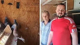 Gołębie pocztowe Janka Biernacika. SPRZEDAŻ całej hodowli . Odział 0416 Szczecin Dąbie PZHGP