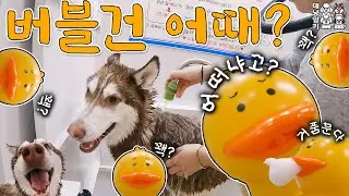 강아지 목욕 필수템 버블건