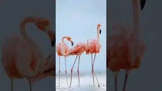 Flamingo Comeback: Conservation Success 🦩 #FloridaWildlife #ConservationEfforts #MajesticBirds
