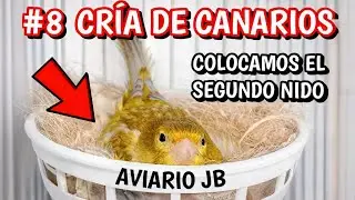 ¿CUÁNDO colocamos el SEGUNDO NIDO? Hembra criando sola | #8 CRÍA DE CANARIOS