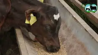 Impact of silage quality on dairy calf-to-beef : Summer Beef series