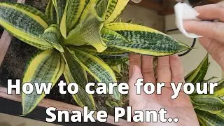How To Care For Your Snake Plant (Watering, Light, Soil)