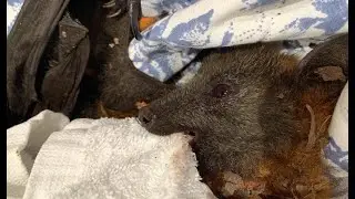 Rescuing a juvenile flying-fox found on the ground:  this is Felice