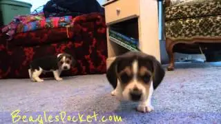 Pocket Beagles For Sale Puppies 5 Weeks AKC Tiny Miniature Beagle Mini Puppy Cute Playing