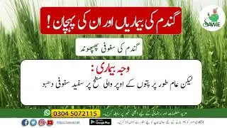 گندم کی سفوفی پھپھوند- Powdery mildew disease in wheat