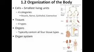 Physiology (Vander's), Ch  1 .1  - 1.5