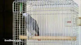 ببغاء يتعلم الكلام ويقلد أصوات