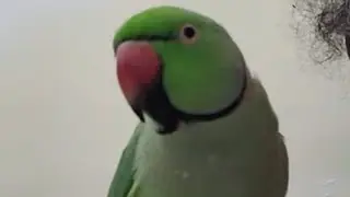 Chithu udan eniya neenaivugal! #parrot #trending #birds #super 