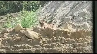 Sonbhadra coal india mines me tiger mila @theemptypocket3789
