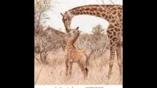 Giraffe Parenting 101 Baby Antics & Tender Bonding Caught LIVE at the Zoo!