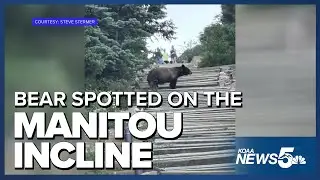 Bear spotted on the Manitou Incline Sunday, reminder to be 'bear aware'
