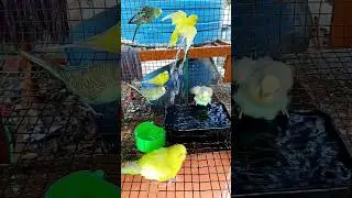 Budgies Bath Time Fun | Pure Joy Under the Water Hose 💙