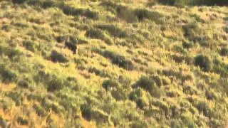 2007 Nevada Bucks I Stalked