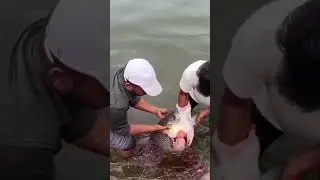 fishing videos shikar bast new updaet river chenab #fishing #shikar #river#chenab#videos