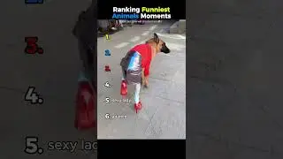 Рейтинг самых смешных моментов с животными #животные #смешно