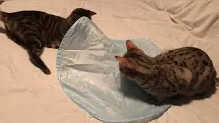 Bengal approved - SmartyKat Hot Pursuit toy