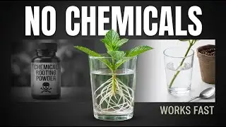 How to Root Plants Without Chemicals &mdash; Fast, Cheap, Proven