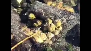 Feeding Barnacles