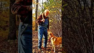 The Dog Begged The Old Man To Save The Wild Deer Trapped Under A Tree #doghero #deerrescue #wildlife