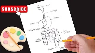 How to draw human digestive system easily / Human heart diagram drawing