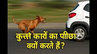 🐕 कुत्ते कारों का पीछा क्यों करते हैं? | Why Dogs Chase Cars Explained in Hindi | Shocking Facts