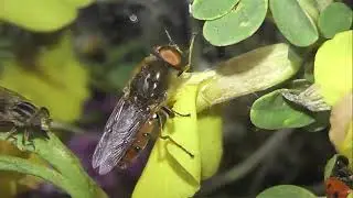 ИНСЕКТАРИЙ: 286. Odontomyia ornata